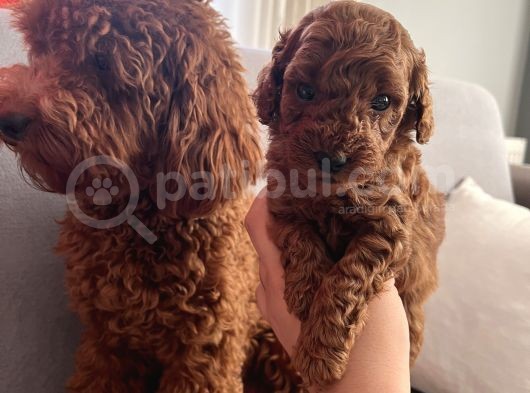 Darkredbrown Anne Yanında Toypoodle Bebeklerim görsel