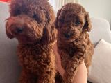 Darkredbrown Anne Yanında Toypoodle Bebeklerim