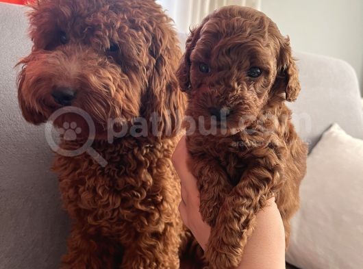 Darkredbrown Anne Yanında Toypoodle Bebeklerim görsel