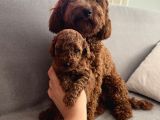 Darkredbrown Anne Yanında Toypoodle Bebeklerim