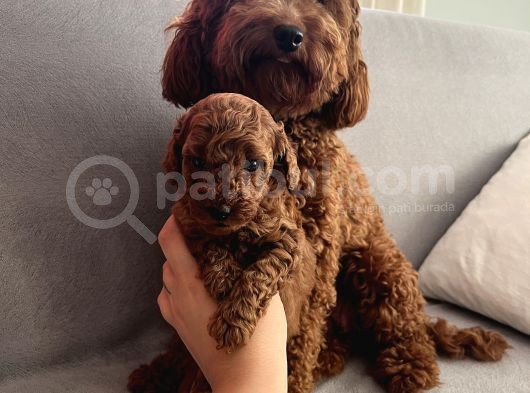 Darkredbrown Anne Yanında Toypoodle Bebeklerim görsel