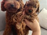Darkredbrown Anne Yanında Toypoodle Bebeklerim