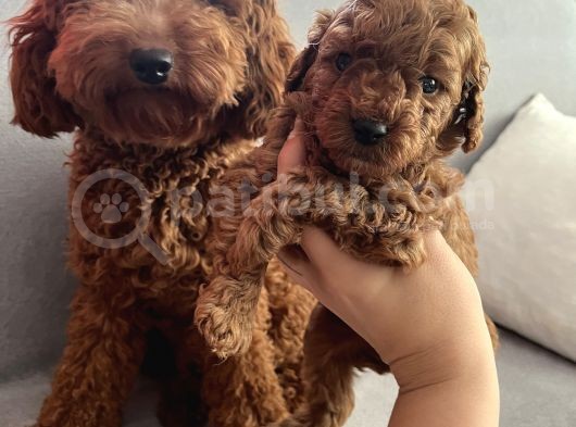 Darkredbrown Anne Yanında Toypoodle Bebeklerim görsel