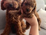 Darkredbrown Anne Yanında Toypoodle Bebeklerim