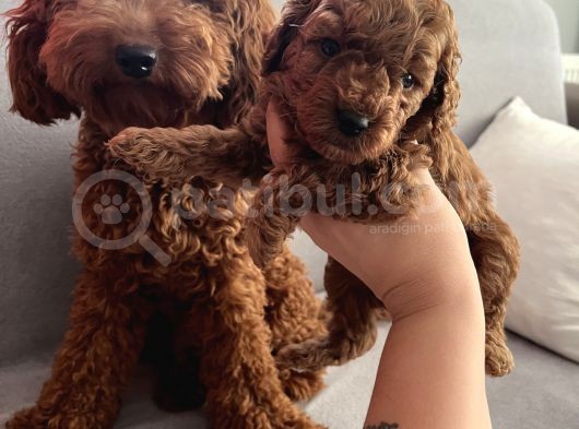 Darkredbrown Anne Yanında Toypoodle Bebeklerim görsel