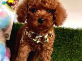 Göz Bebeği̇ Xs Si̇ze Kore Kani Toy Poodle Yavrular
