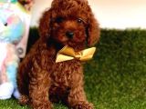 Göz Bebeği̇ Xs Si̇ze Kore Kani Toy Poodle Yavrular
