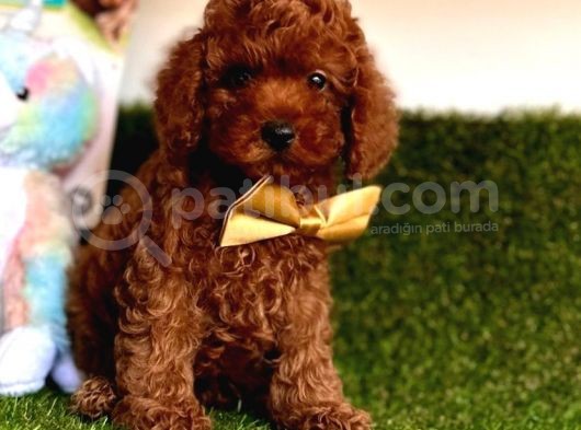 Göz Bebeği̇ Xs Si̇ze Kore Kani Toy Poodle Yavrular görsel