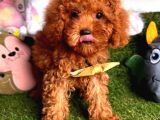 Göz Bebeği̇ Xs Si̇ze Kore Kani Toy Poodle Yavrular