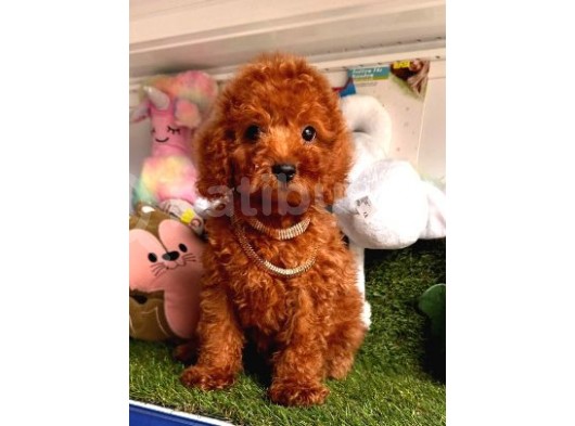 Göz Bebeği̇ Xs Si̇ze Kore Kani Toy Poodle Yavrular görsel