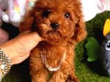 GÖZ BEBEĞİ XS SİZE KORE KANI TOY POODLE YAVRULAR