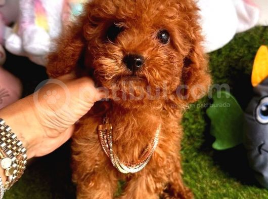 Göz Bebeği̇ Xs Si̇ze Kore Kani Toy Poodle Yavrular