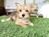 0 Numr Morkie Bebeklerimiz