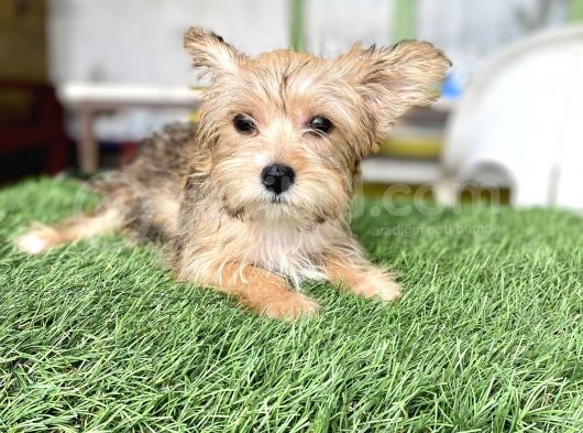 0 Numr Morkie Bebeklerimiz görsel