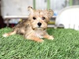 0 Numr Morkie Bebeklerimiz