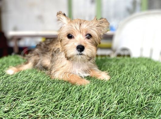 0 Numr Morkie Bebeklerimiz görsel