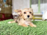 0 Numr Morkie Bebeklerimiz
