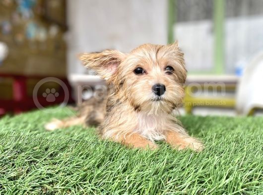 0 Numr Morkie Bebeklerimiz görsel