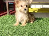 0 Numr Morkie Bebeklerimiz
