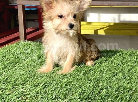 0 Numr Morkie Bebeklerimiz görsel