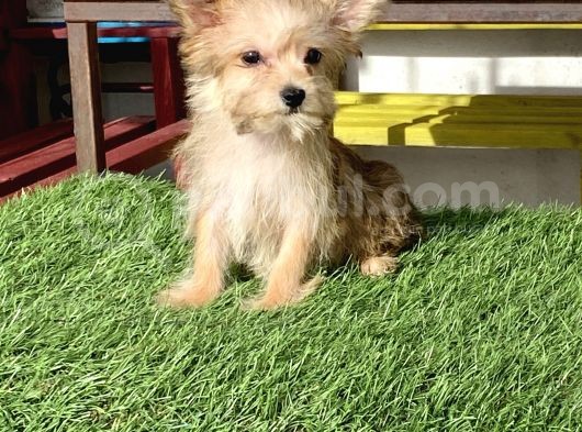 0 Numr Morkie Bebeklerimiz görsel
