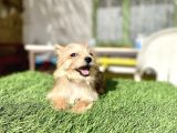 0 Numr Morkie Bebeklerimiz