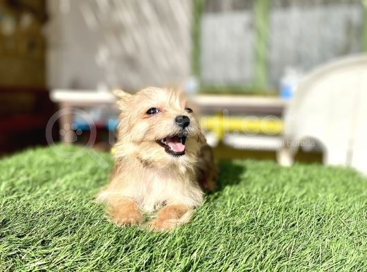 0 Numr Morkie Bebeklerimiz görsel