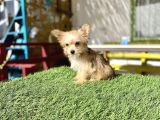 0 Numr Morkie Bebeklerimiz