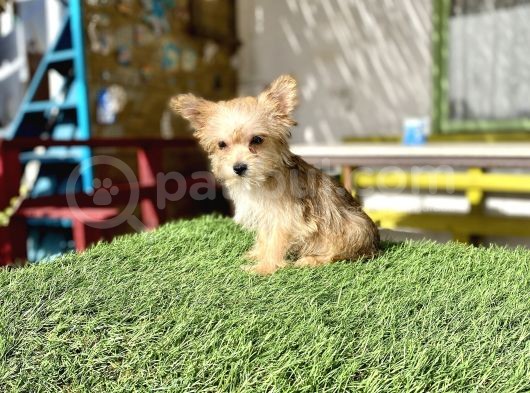 0 Numr Morkie Bebeklerimiz görsel