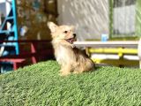 0 Numr Morkie Bebeklerimiz