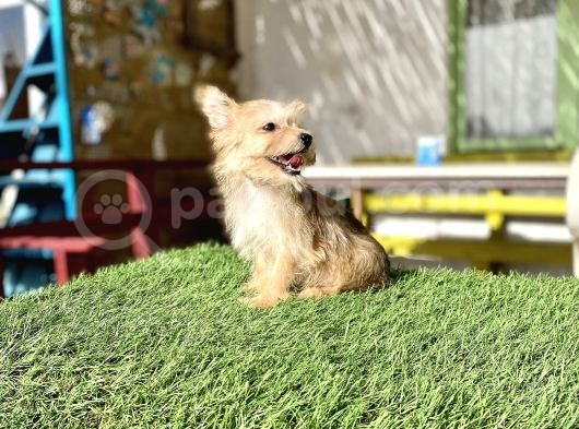 0 Numr Morkie Bebeklerimiz görsel
