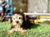 0 Numr Morkie Bebeklerimiz