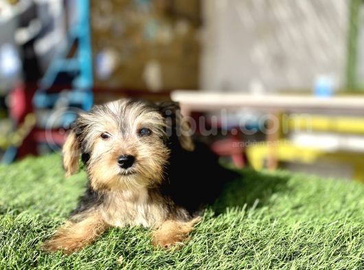 0 Numr Morkie Bebeklerimiz görsel