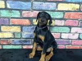 Si̇yah Dev Doberman Yavrulari