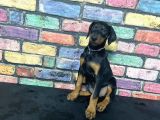 SİYAH DEV DOBERMAN YAVRULARI