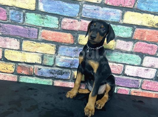 Si̇yah Dev Doberman Yavrulari