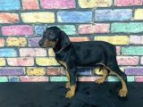Si̇yah Dev Doberman Yavrulari