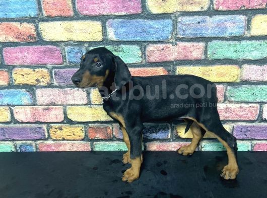 Si̇yah Dev Doberman Yavrulari görsel