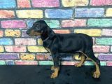 Si̇yah Dev Doberman Yavrulari