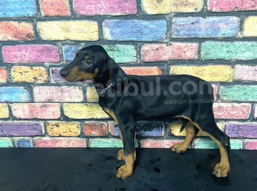 Si̇yah Dev Doberman Yavrulari görsel