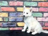 ALFA RENKLİ ÇİFT GÖZ HUSKY YAVRUSU