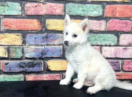 Alfa Renkli̇ Çi̇ft Göz Husky Yavrusu