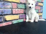 Alfa Renkli̇ Çi̇ft Göz Husky Yavrusu