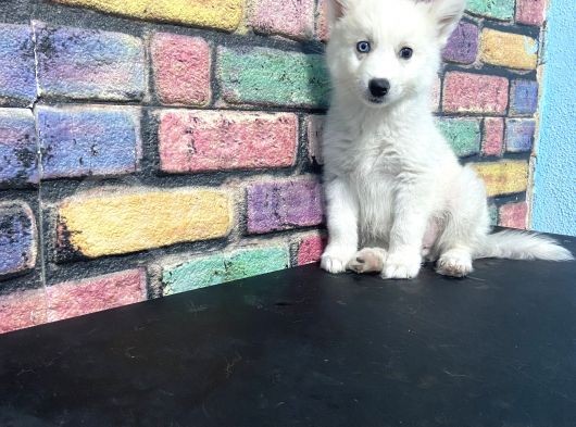 Alfa Renkli̇ Çi̇ft Göz Husky Yavrusu görsel