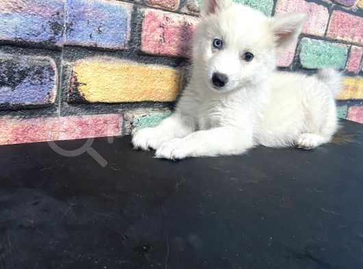 Alfa Renkli̇ Çi̇ft Göz Husky Yavrusu görsel