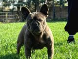 Yetişkin Damızlık Dişi French Bulldog
