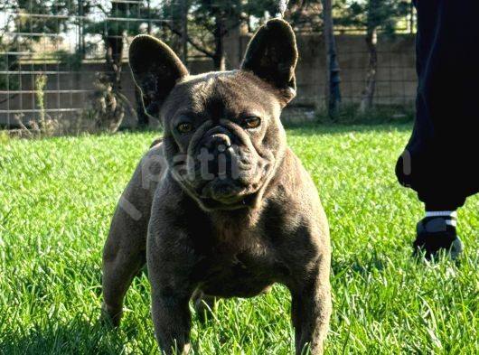 yetişkin Damızlık Dişi French Bulldog