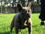 Yetişkin Damızlık Dişi French Bulldog