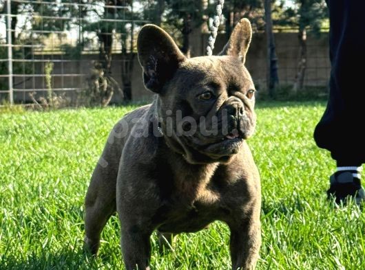 Yetişkin Damızlık Dişi French Bulldog görsel