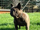 Yetişkin Damızlık Dişi French Bulldog